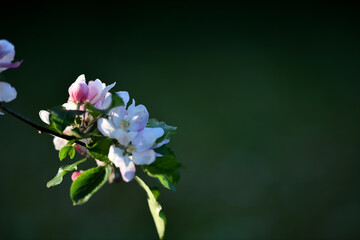 Natürliche Apfelblüte vor dunkelgrünem Garten. Traumhaft schöne Hintergrund Bilder für...