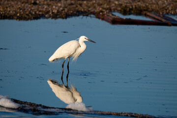 Little white Egret, Egreta garzetta in natural environment