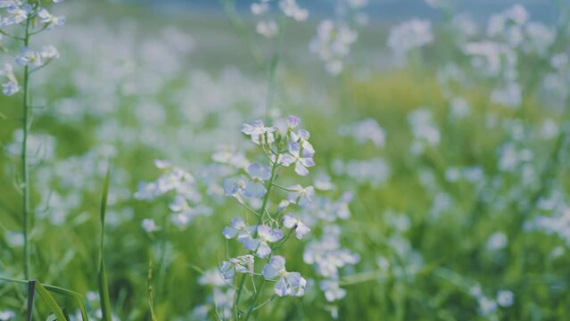 春風に揺られる多摩川に咲く野花_野草_4K_スローモーション