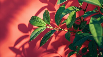 CloseUp of Green Leaves with Shadows on Red Background Nature and Flora Concept
