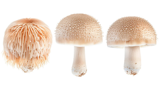 Lions Mane Mushroom on Transparent Background - Ideal for Culinary and Herbal Medicine Designs