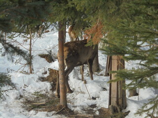 Winter scene: A deer partly hidden among several thin spruce trees in a snow-covered forest in...