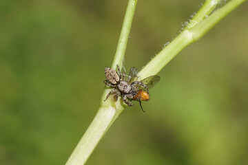 Fencepost jumping spider (Marpissa muscosa) with a house fly Phaonia subventa as prey. Family...