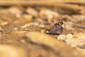 long-nosed butterfly picking up minerals on the ground, European Beak, Libythea celtis
