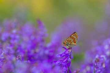 red butterfly on flower, Melitaea cinxia, Glanville Fritillary