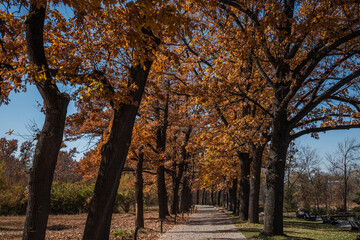 Autumn path. Orange color trees, red brown leaves in fall city park. Trees in scenic scenery. Autumn warm day. Beautiful alley in the park with colorful trees. Autumn natural background.