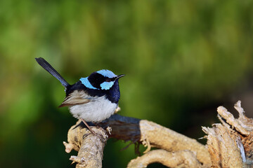 Australian adult male Superb Fairy-wren perched tree branch sunlight lush green background copy...