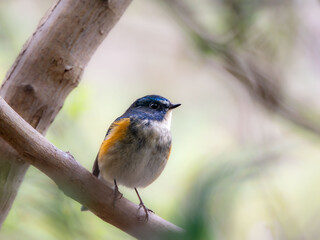 森の中で枝に留まっているルリビタキの雄