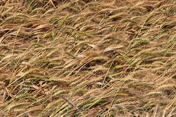 Golden ripe ears of wheat Field Harvest Agriculture