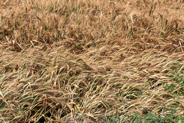 Golden ripe ears of wheat Field Harvest Agriculture
