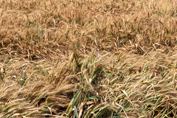 Golden ripe ears of wheat Field Harvest Agriculture