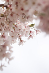 pink cherry blossom