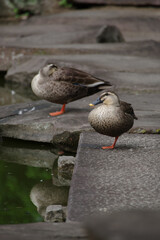 永田町国会前庭のカルガモ
