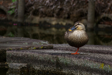 永田町国会前庭のカルガモ