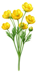 Fototapeta premium Beautiful Creeping Buttercup flowers, Floral plants with blue blooms, PNG transparent image, AI generative.