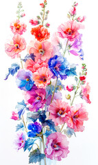 Watercolor painting of hollyhock flowers, on white background. - 797448626