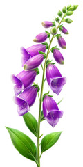 Beautiful Jacobs Ladder flowers, Floral plants with blue blooms, PNG transparent image, AI generative.