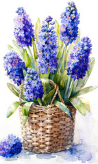 Blue hyacinths in a basket on a white background. - 797448699