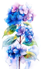 Watercolor bouquet of hydrangea. - 797449028