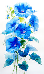 Blue morning glory flowers isolated on white background, watercolor painting. - 797449232