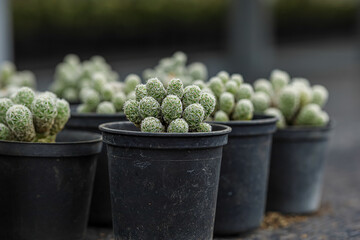 Mammillaria Vetula or Timble cactus has small cylindrical bright green body covered with stiff...