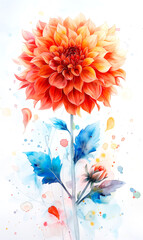 Watercolor dahlia flower on white background. - 797450856