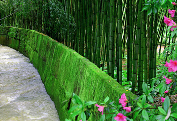 The river flows in bamboo park or tropical forest. Wall dam covered with moss and jungle pink flowers. Beautiful green nature landscape for wallpaper or tree background. Bambu grove with young stems