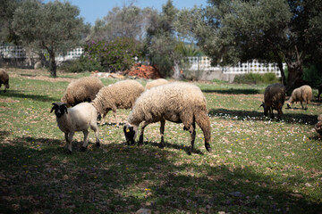 View of white sheep grazing on the green field