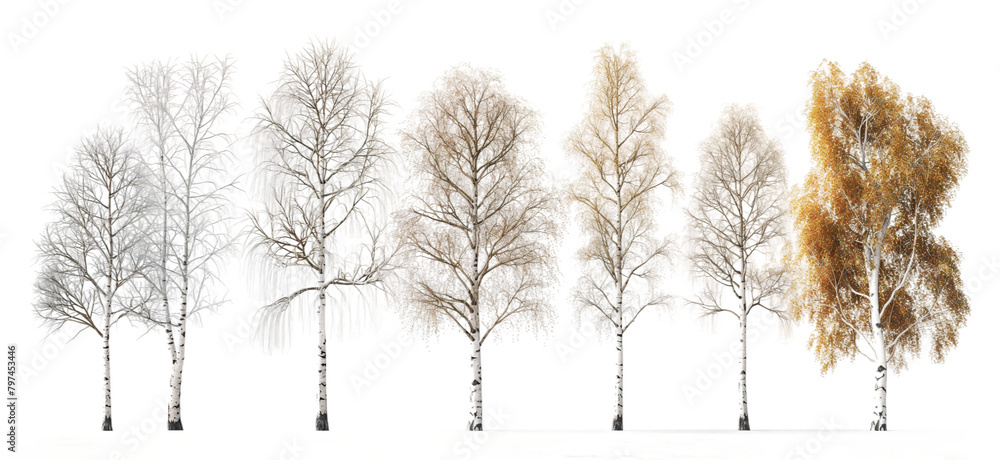 Fototapete Different realistic birch trees isolated transparent background PNG