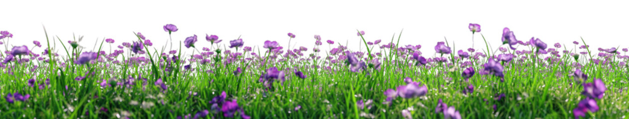 Obraz premium A large field of purple flowers and green grass isolated transparent background PNG
