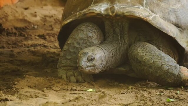 Aldabra giant tortoise eating plants. It is Living At The Madras Crocodile Bank Trust and Centre for Herpetology, ECR Chennai, Tamilnadu, South India.	