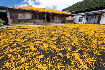 View of drying long yellow lilies (daylilies) at the Wang house in Chike Mountain (Jinzhen...