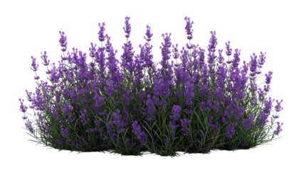 bunch of lavender transparent background PNG