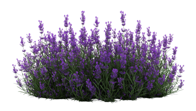 bunch of lavender transparent background PNG