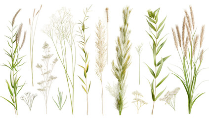 green wheat ears transparent background PNG