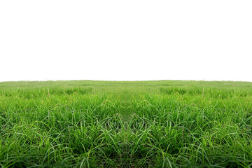 Fototapeta premium green grass field transparent background PNG