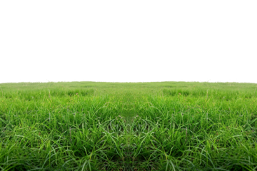 green grass field transparent background PNG