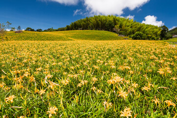 The beautiful long yellow lilies (daylilies) in the Chike Mountain (Jinzhen Mountain) of Hualien,...