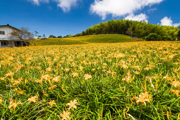The beautiful long yellow lilies (daylilies) in the Chike Mountain (Jinzhen Mountain) of Hualien,...