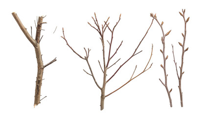wood tree branches transparent background PNG