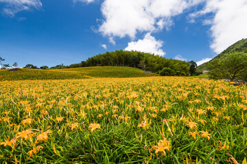 The beautiful long yellow lilies (daylilies) in the Chike Mountain (Jinzhen Mountain) of Hualien, Taiwan.
View of Chike Mountain of Hualien, Taiwan.