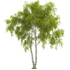 birch tree isolated transparent background PNG