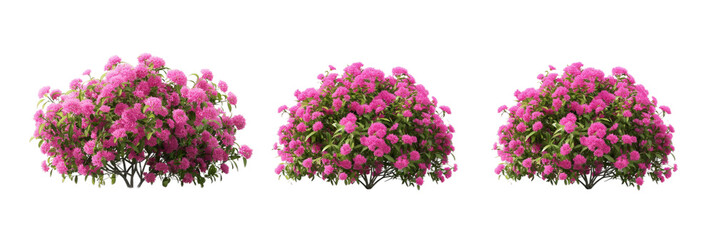 pink flowers transparent background PNG 