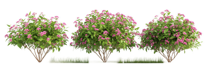 flowers on the bush transparent background PNG