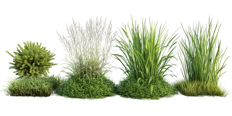 green types of grass and shrubs transparent background PNG