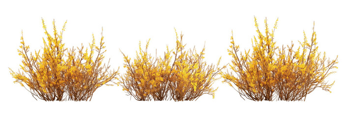 forsythia yellow transparent background PNG