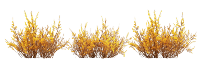 forsythia yellow transparent background PNG