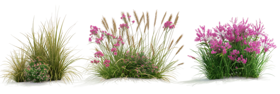 purple grass isolated on white transparent background PNG