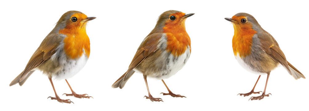 robin bird transparent background PNG