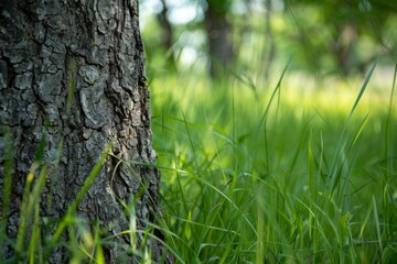 Obraz premium A close-up of the textured bark of a tree in a lush green meadow